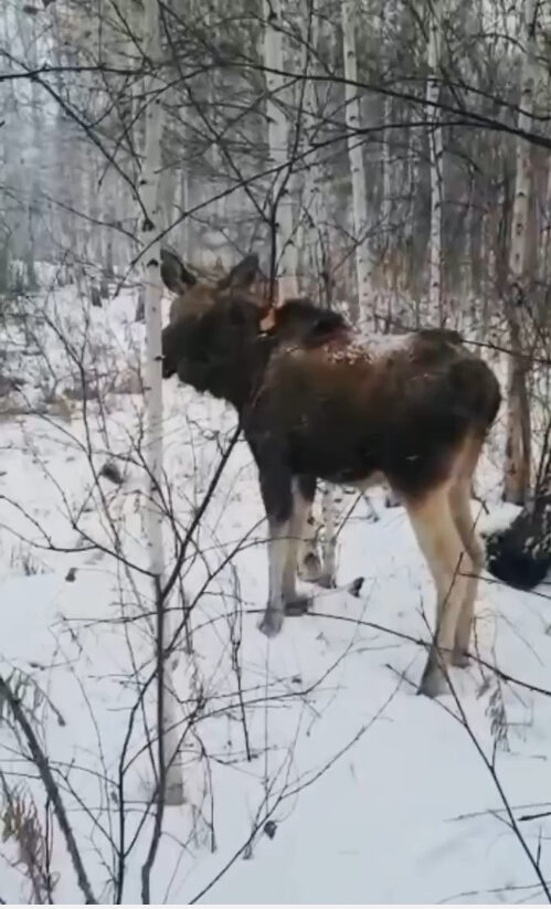 В Новосибирской области спасли раненого лося