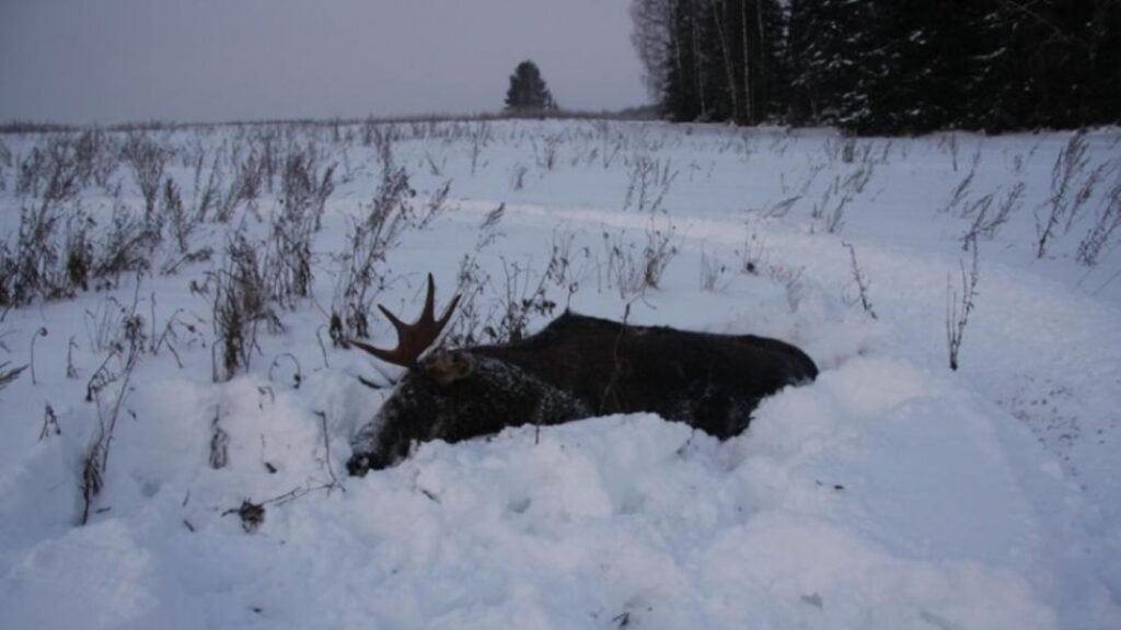 В Татарстане браконьеры добыли лося