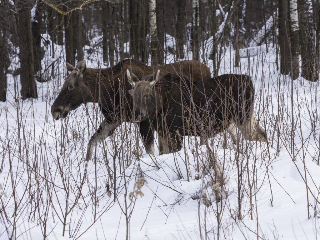 В Ульяновской области браконьеры добыли лосиху и лосенка
