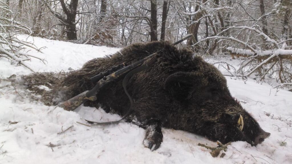 В Татарстане выявили нелегальную охоту на кабанов