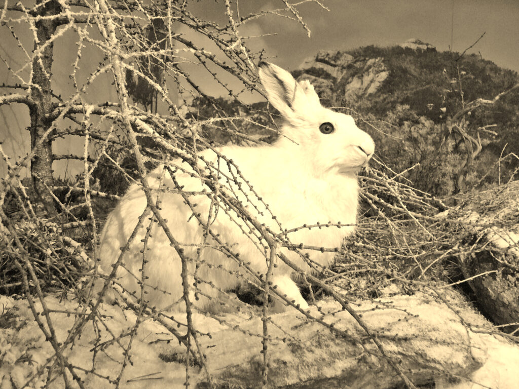 Ловля зайцев капканами. Техника охотничьего промысла начала XX века