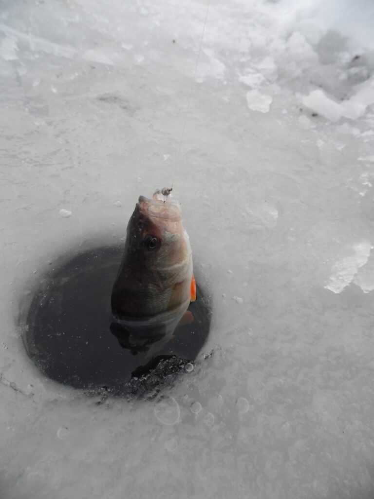Необычный сезон зимней рыбалки