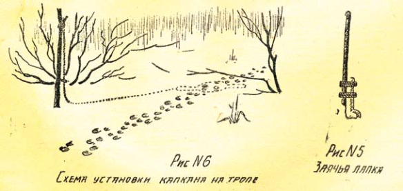 Ловля зайцев капканами. Техника охотничьего промысла начала XX века