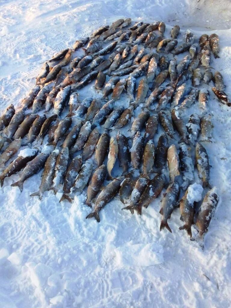 На Ямале браконьеры попались с уловом на сумму 1,4 млн рублей