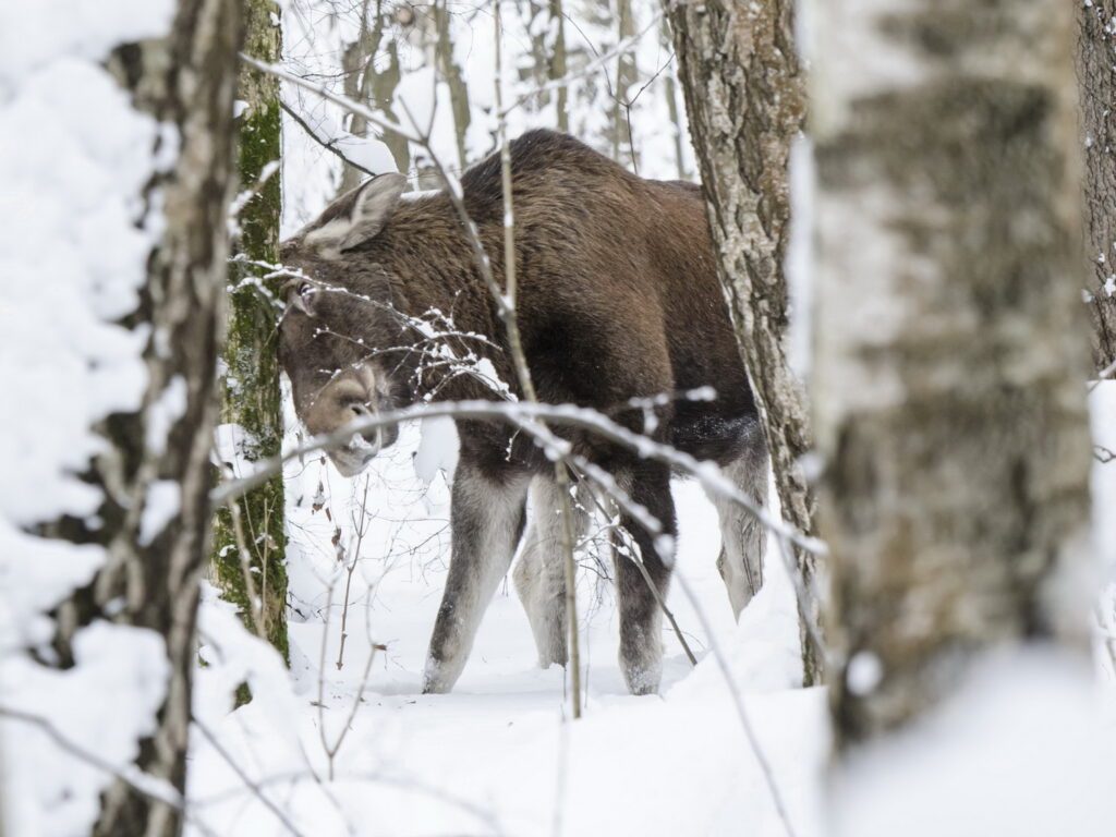 В Новгородской области вынесли приговор участникам незаконной охоты на лося