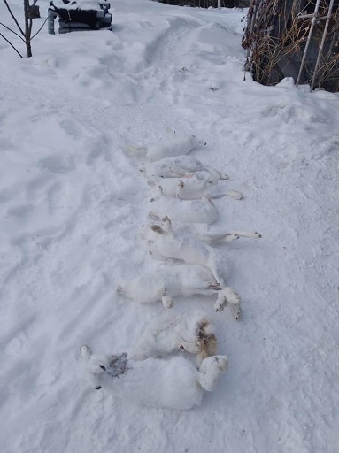Житель Красноярского края помог раскрыть браконьерскую охоту на пушных зверей