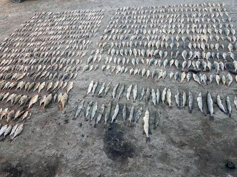 В Ростовской области браконьер выловил сетями 850 рыб