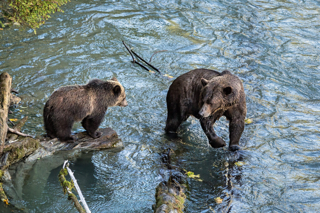 История с нашествием бурых медведей в Горном Алтае
