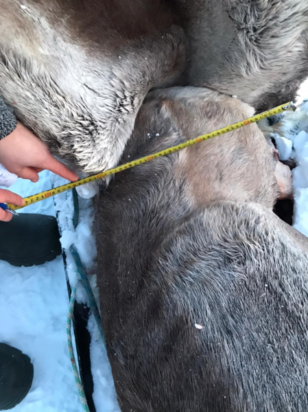 Жителю Красноярского края придется отвечать за нелегальную добычу диких северных оленей