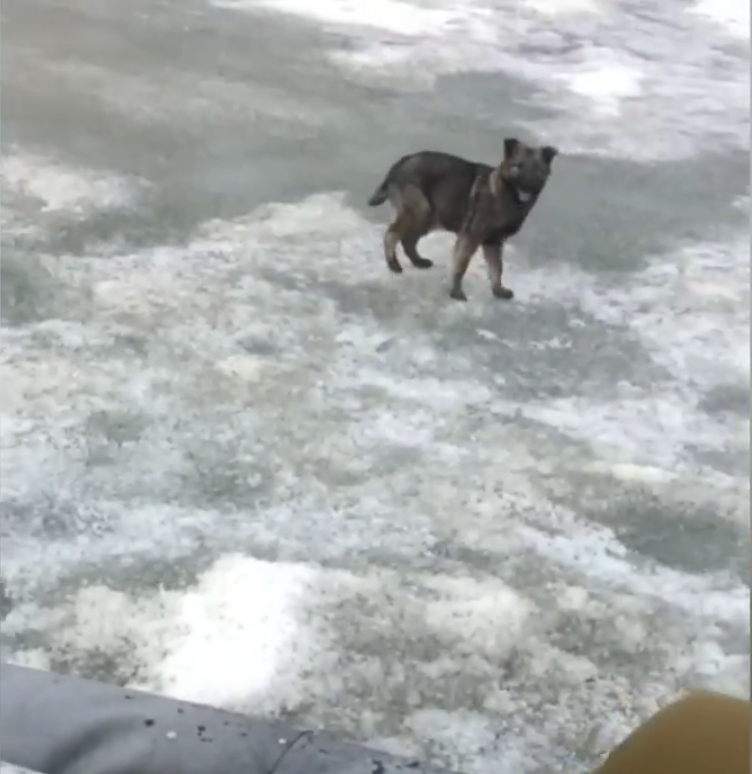 В Татарстане сняли со льда 35 рыболовов и щенка