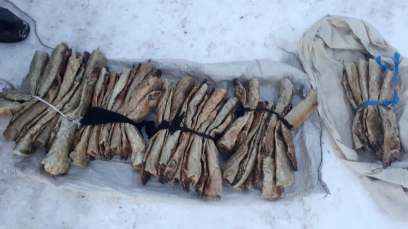 В Красноярском крае суд вынес приговор по делу о нелегальной добыче соболей