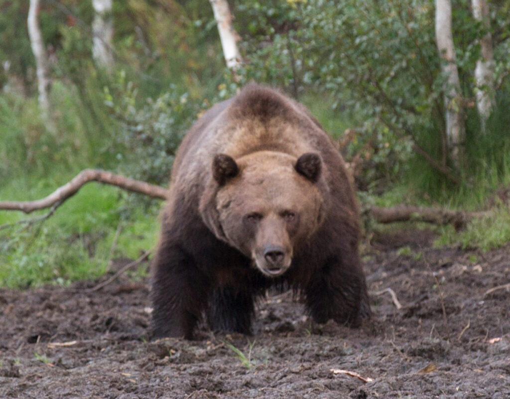 На Кубани во время охоты на медведя застрелили полицейского