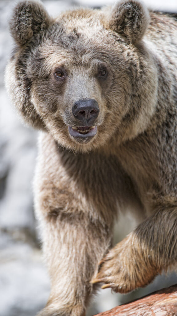 В Сахалинской области назвали причины нападения медведя на человека