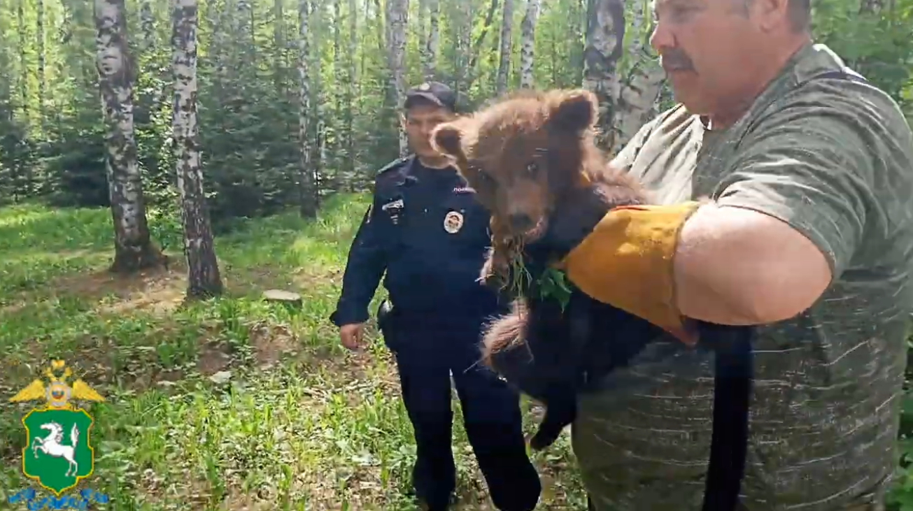 В Томске поймали медвежонка