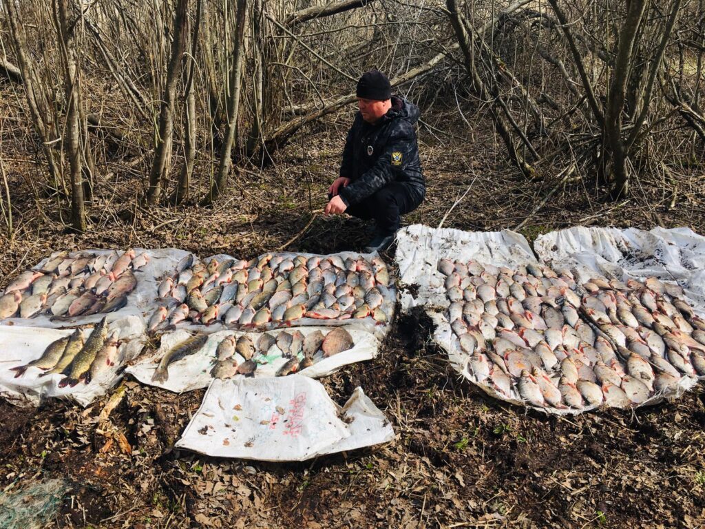 В центральной России в период майских праздников у браконьеров изъяли свыше тонны рыбы
