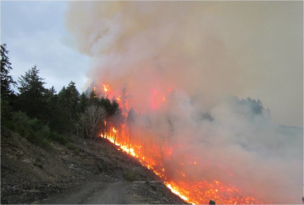 Штрафы для виновников лесных пожаров увеличивают в 10 раз