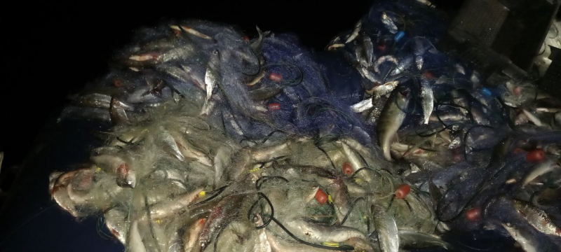 На Урале четверо браконьеров наловили около тонны рыбы во время нереста