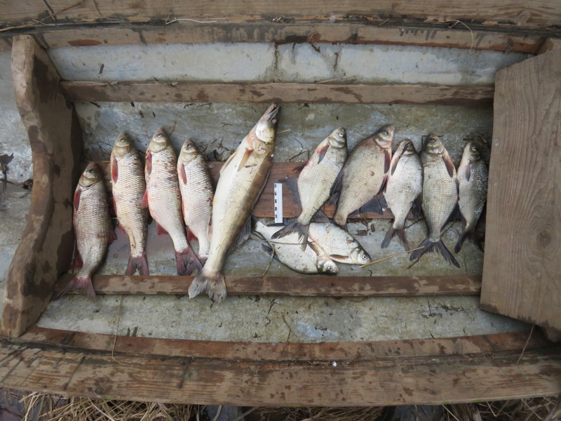 Жителю Томской области грозит срок за вылов 12 рыб