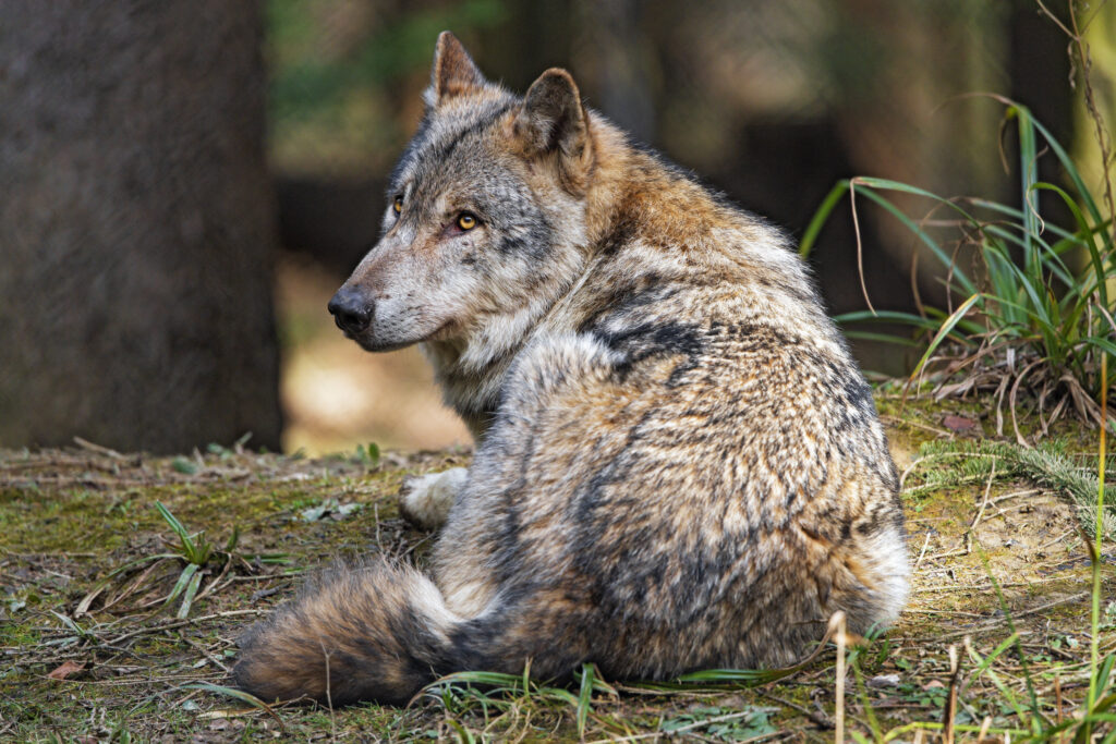 О волках… и не только