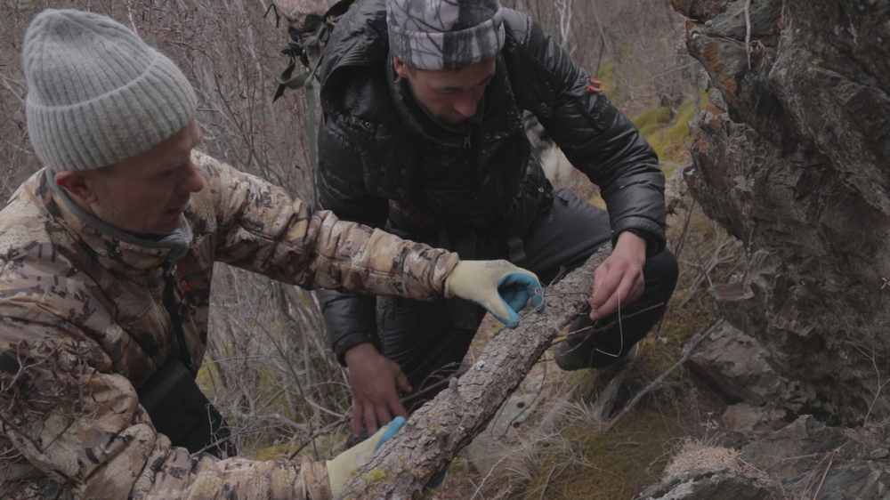 На Алтае браконьера наказали за незаконную охоту петлями на кабаргу