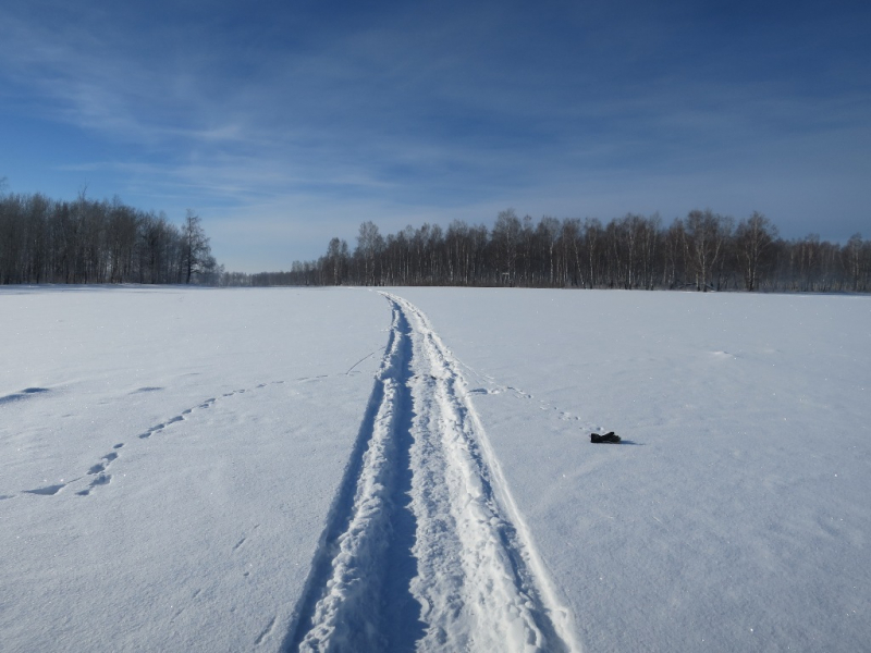 В Красноярском крае завершили расследование дела о незаконной охоте на косуль