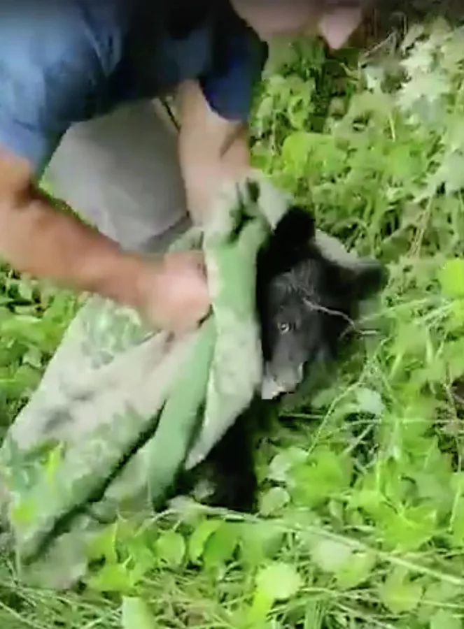 Сотрудники охотнадзора спасли в Приморье гималайского медвежонка