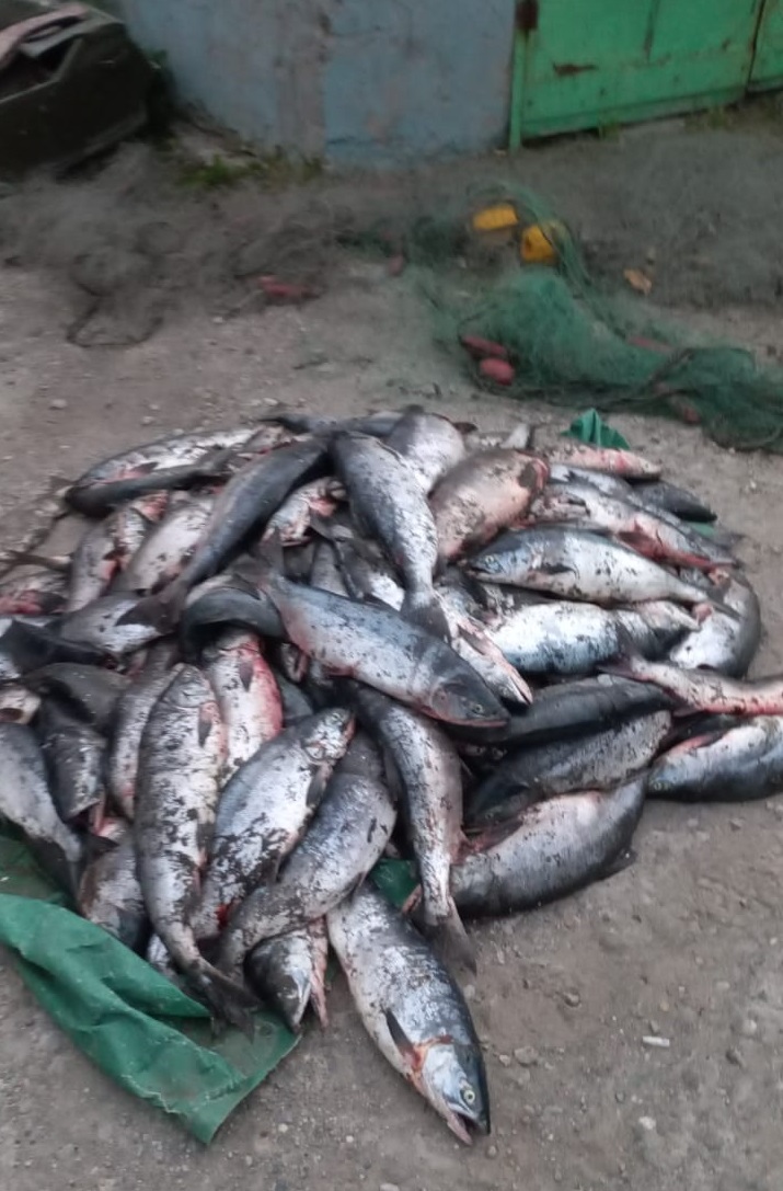 На Камчатке браконьеры попались на вылове 828 кг лосося