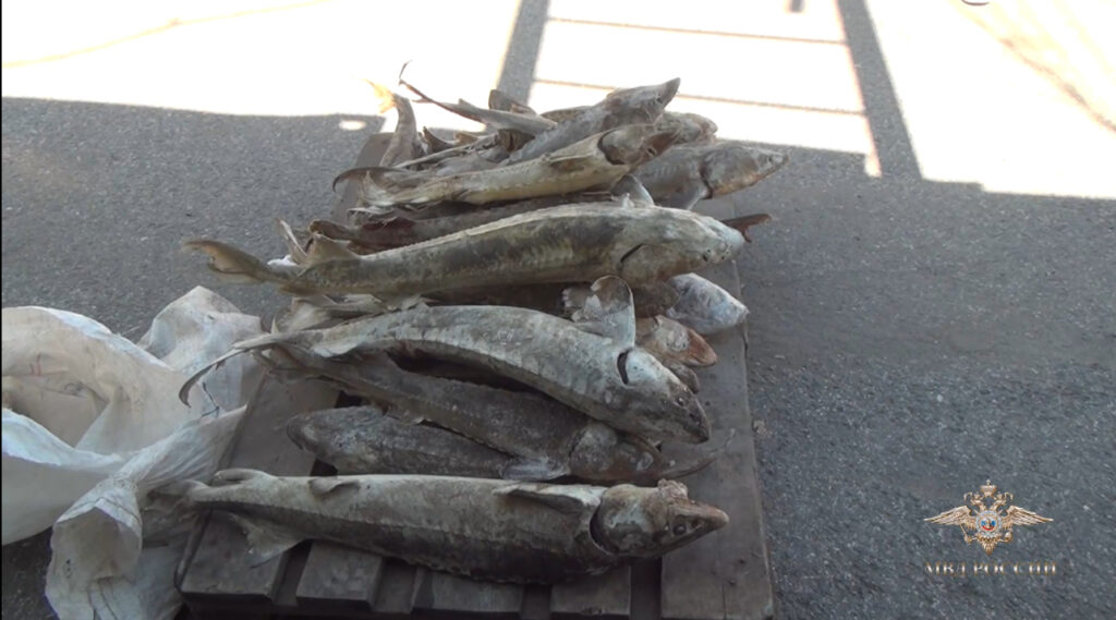 В Сибири группа браконьеров наловила ценной рыбы на 30 млн рублей