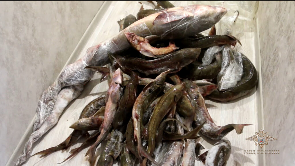 В Сибири группа браконьеров наловила ценной рыбы на 30 млн рублей