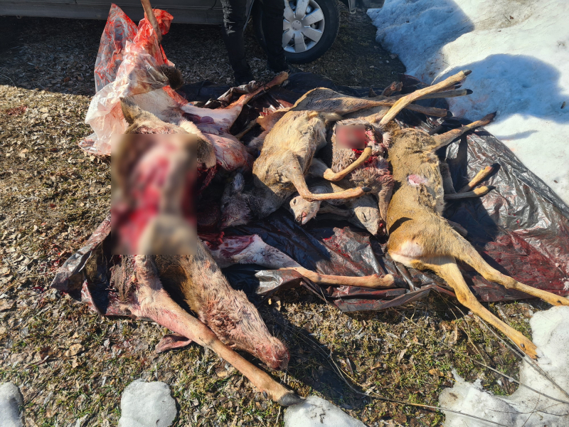 Дело о браконьерстве в Брянской области дошло до суда