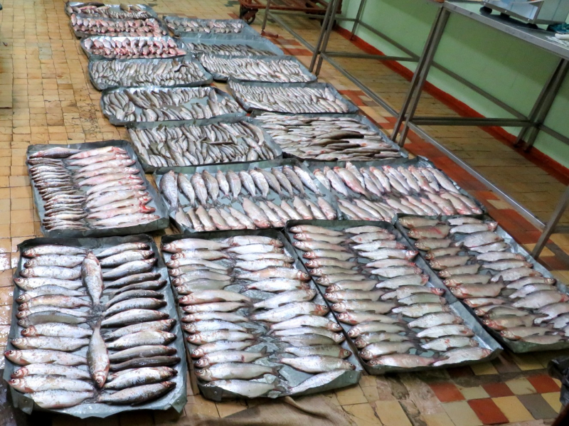 В Югре трое браконьеров наловили рыбы на 1,1 млн рублей