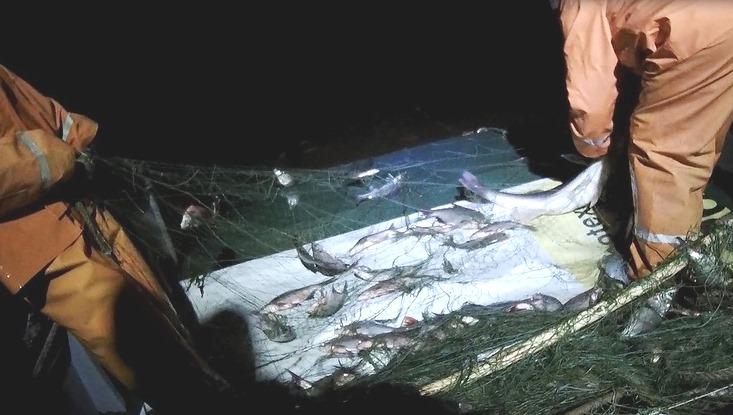 В Новгородской области завели дело на рыболовецкую бригаду за нелегальный промысел