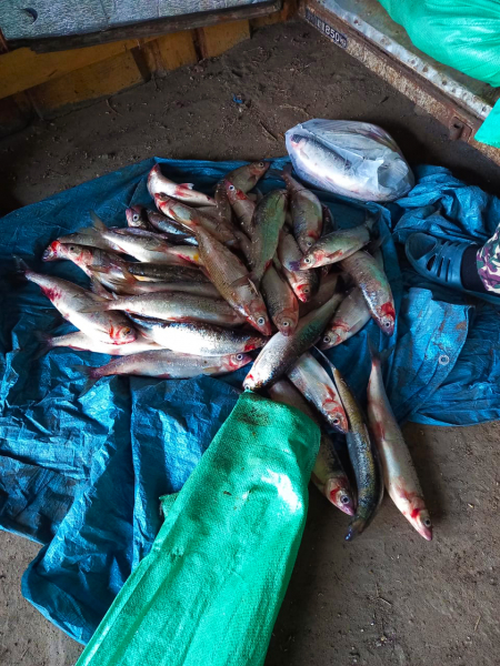 Группа браконьеров в Бурятии попалась на нелегальной добыче и реализации омуля