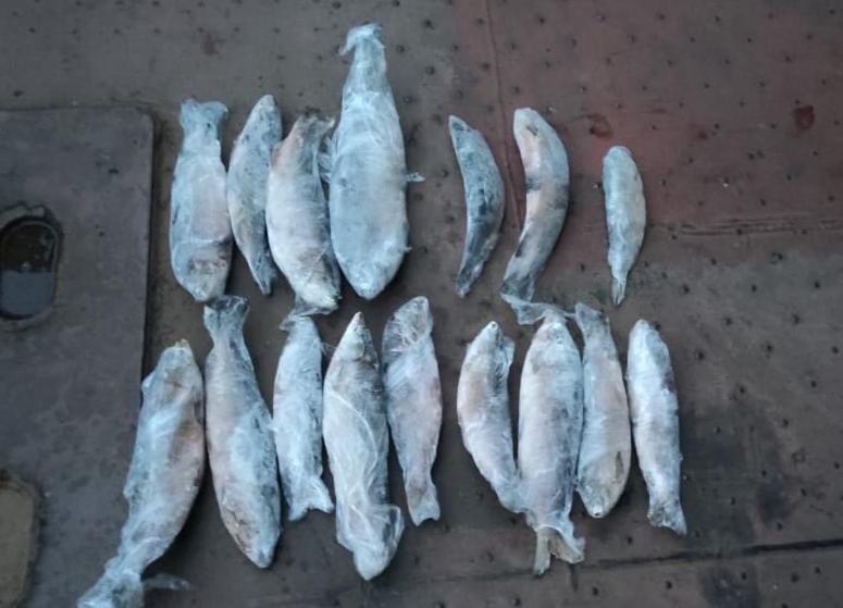 На Енисее браконьер наловил рыбы на 580 тыс. рублей