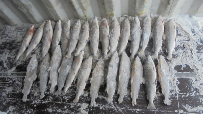 Двоих жителей Таймыра наказали за нелегальный вылов почти 500 кг рыбы