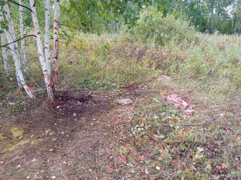 В Челябинской области браконьер добыл 8 косуль