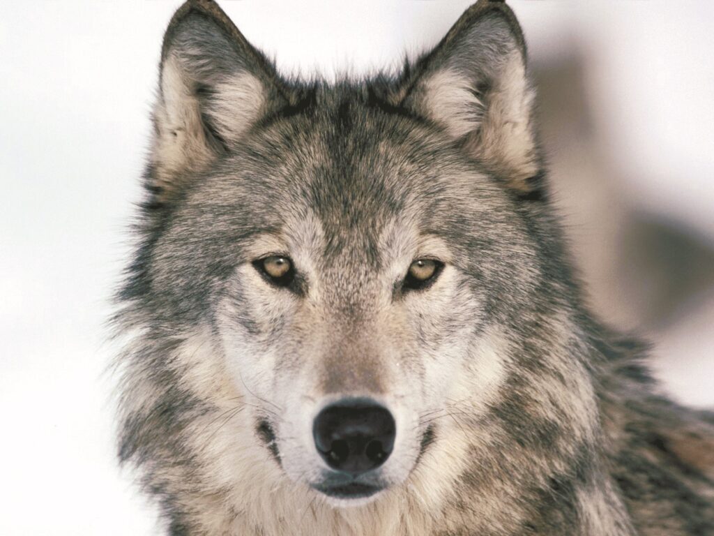 Волчица Валька