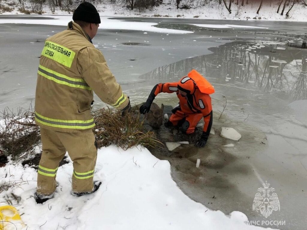 В Калужской области спасли провалившуюся под лед косулю