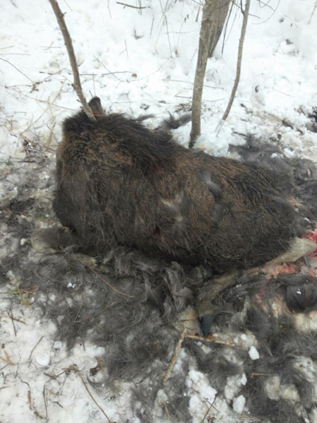 Жителям Мордовии вынесли приговор по делу о незаконной охоте на лосей