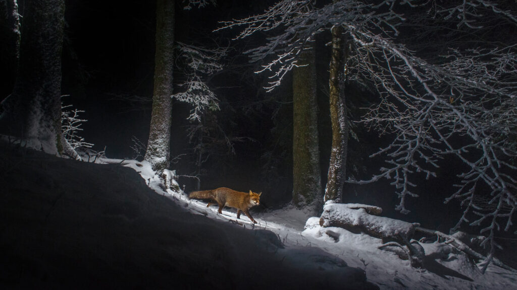 Вопрос о возможности охоты с прицелом ночного видения на лисицу
