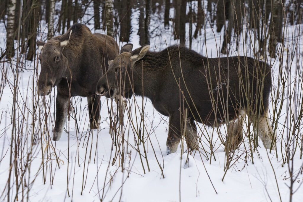 Чем обернулась незаконная охота на лосих в Ульяновской области?