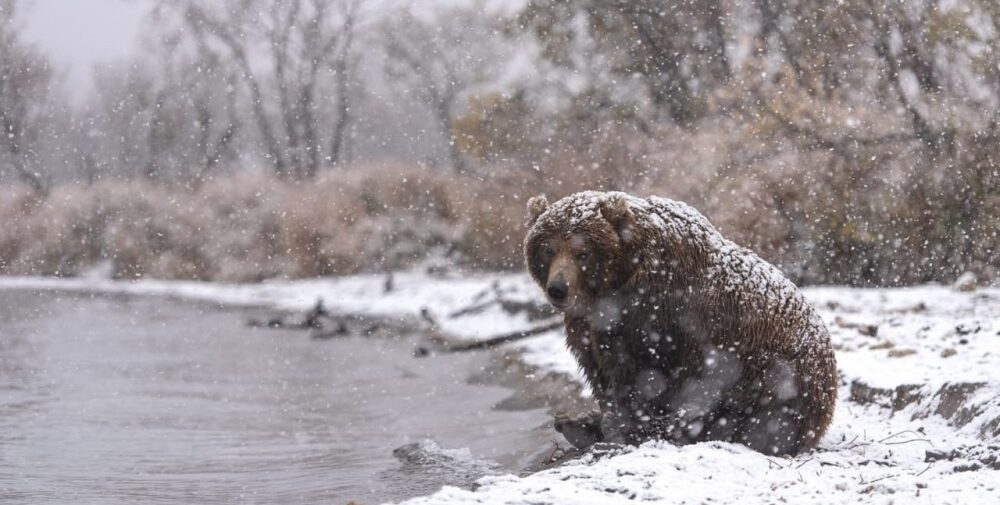 На Камчатке ищут причины гибели медведей в заказнике