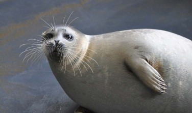 В Дагестане ищут причины массовой гибели тюленей
