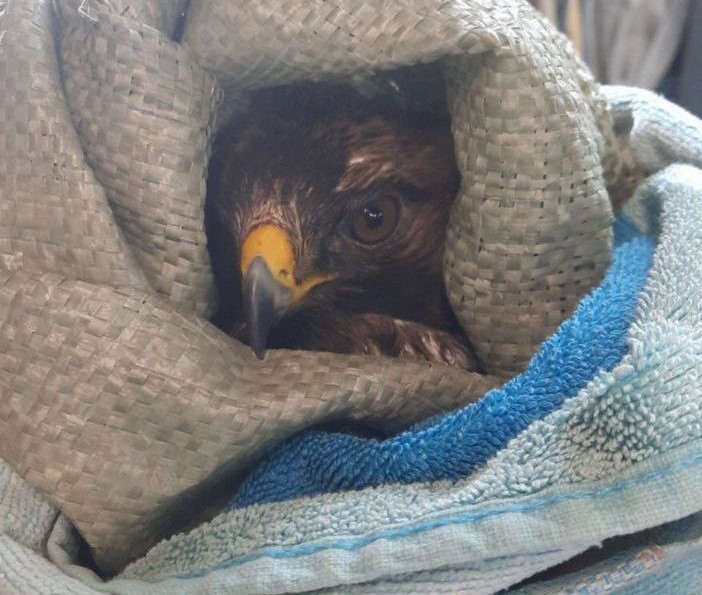 В Пензе спасли краснокнижного орла