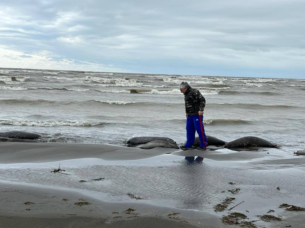 В Дагестане ищут причины массовой гибели тюленей