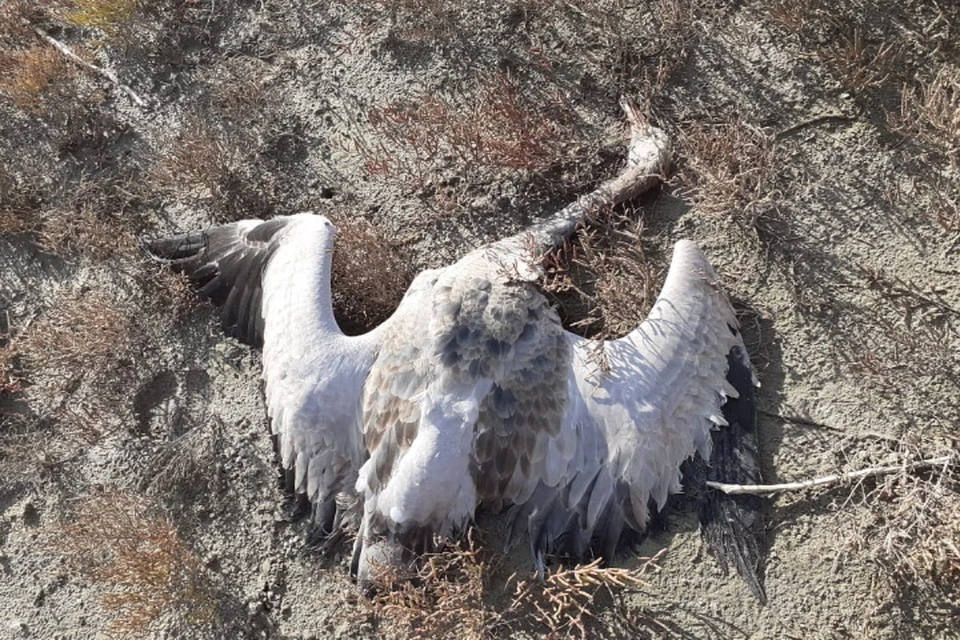На Ставрополье расследуют дело о массовой гибели краснокнижных журавлей