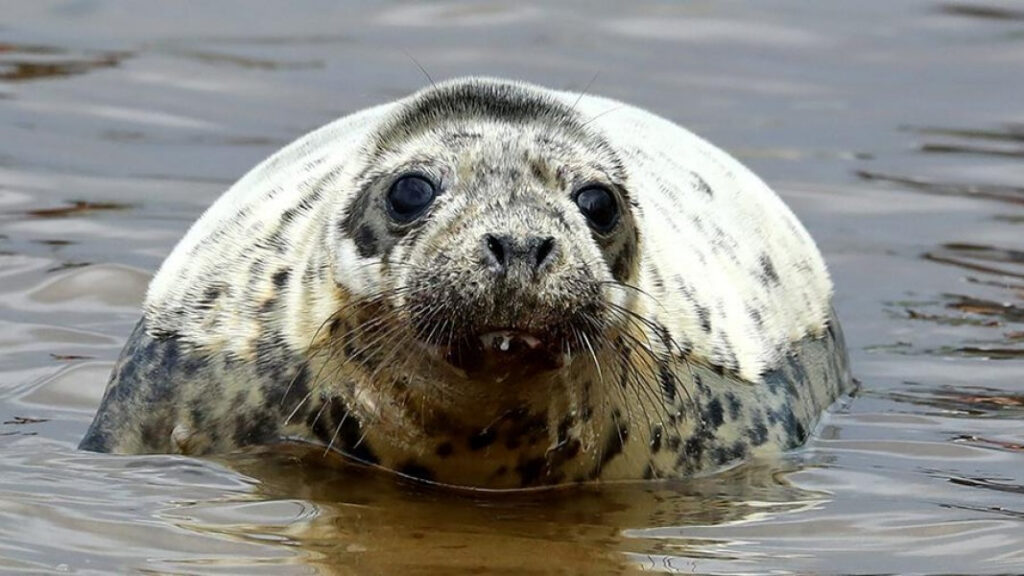 Эксперты озвучили причины гибели тюленей на Каспии