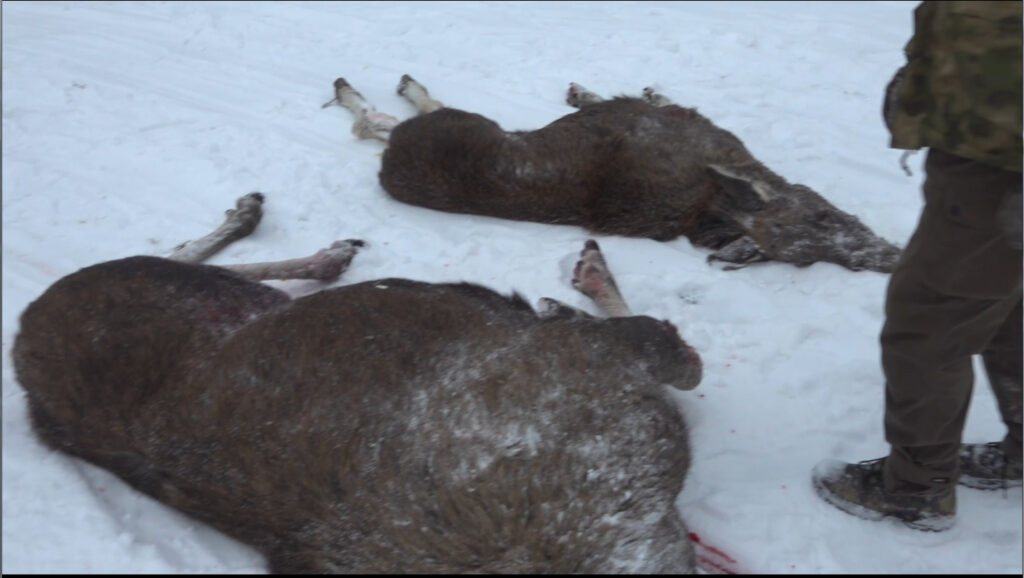 В Ленинградской области выявили незаконную охоту на лосей