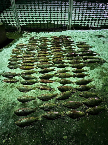 В Ростовской области браконьер наловил рыбы сетями на 100 тысяч рублей