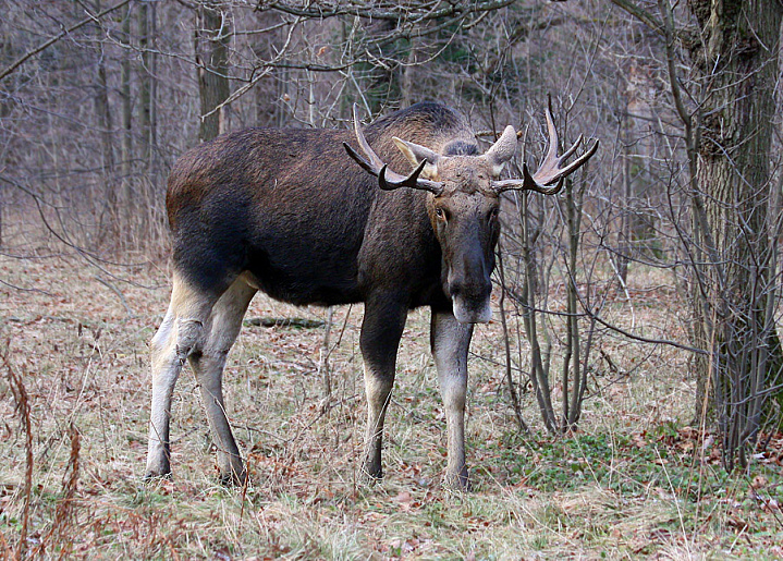 В Тульской области браконьера оштрафовали за отстрел лося